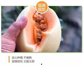 今日东方蜜瓜价格,甜蜜来袭，品质之选！