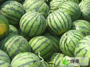 盐城小白瓜今日收购价格,行情稳健，瓜农笑开颜