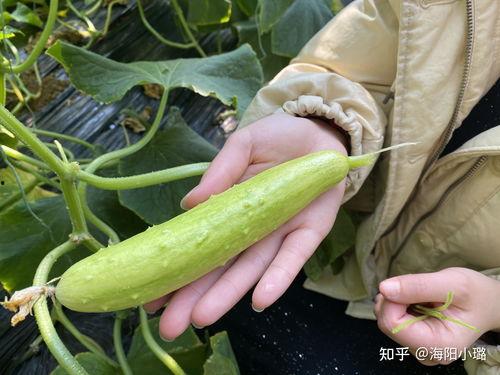 盐城小白瓜今日收购价格,行情稳健，瓜农笑开颜