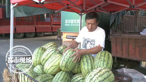 毛瓜价格今日行情,价格波动解析与市场趋势洞察