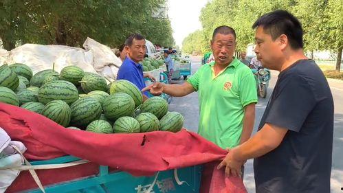 毛瓜价格今日行情,价格波动解析与市场趋势洞察