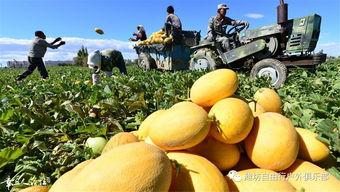 新疆今日籽瓜行情如何,今日市场动态一览