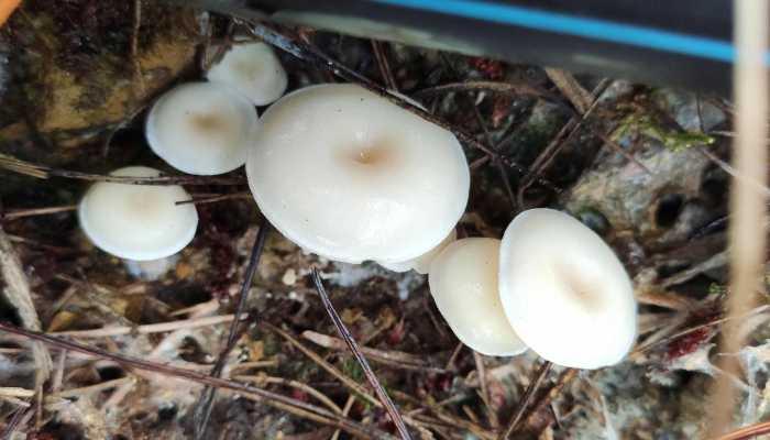 吃瓜大爆料菌是什么菌,网络舆论场中的神秘力量
