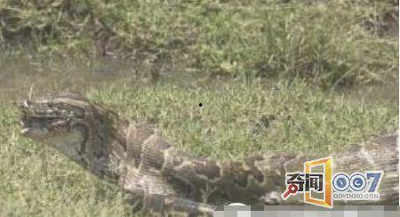 大阴户视频,探索神秘领域的真实面纱