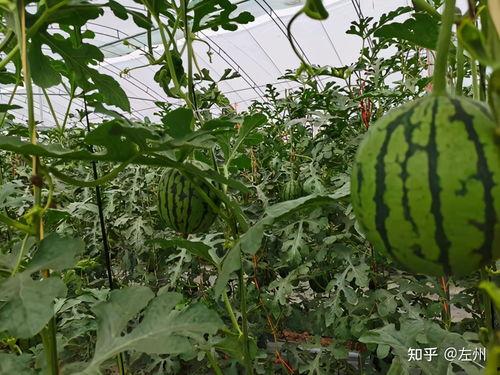 12月小吊瓜西瓜今日价