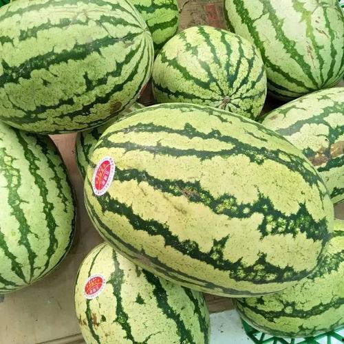 宁夏麒麟瓜今日价格