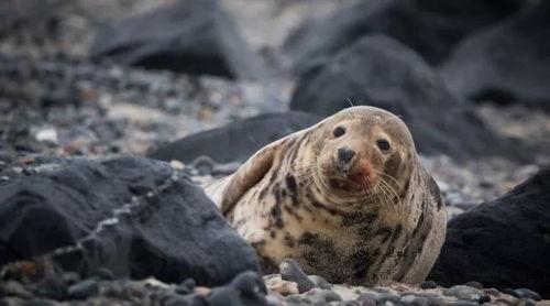 海豹视频,海洋生物的灵动瞬间