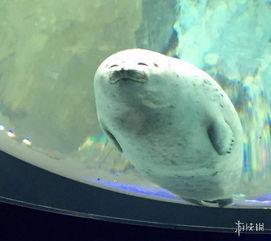 海豹视频,海洋生物的灵动瞬间