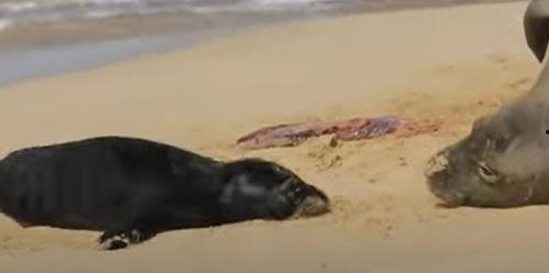 海豹视频,海洋生物的灵动瞬间