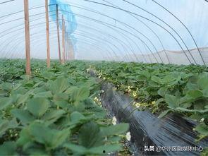 陕西华州瓜坡今日头条,瓜坡镇新鲜资讯速览