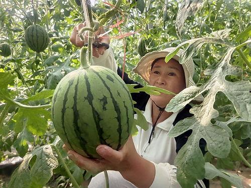郑州今日小吊瓜价格行情,涨跌互现，市场动态解析