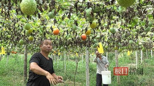 郑州今日小吊瓜价格行情,涨跌互现，市场动态解析