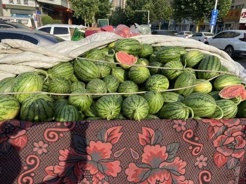 郑州今日小吊瓜价格行情,涨跌互现，市场动态解析
