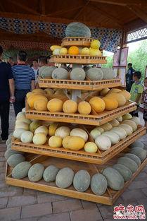 哈密哈密瓜今日价格,品质佳果，价格走俏”