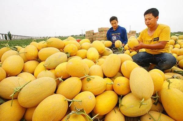 哈密哈密瓜今日价格,品质佳果，价格走俏”