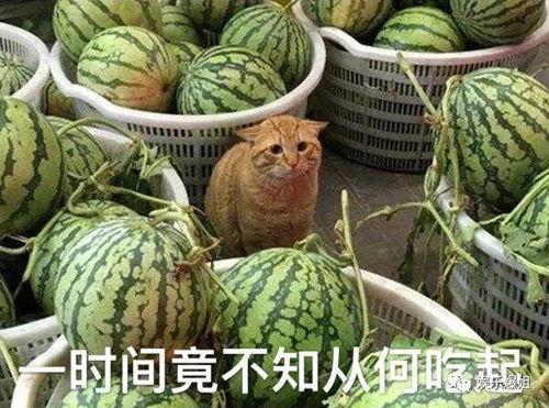 朋友今日吃瓜一天,朋友一整天吃瓜大揭秘