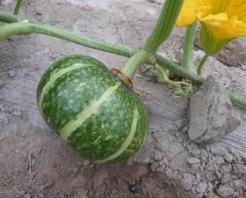 今日武威黄 瓜价格,品质佳品受热捧，价格走势分析”