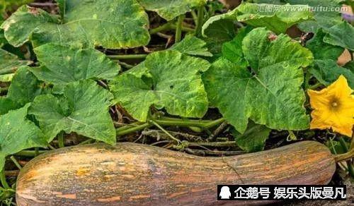 黑瓜叶怎么吃,探索绿色美食新境界