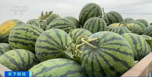 荷兰瓜今日价格行情,波动中寻求平衡