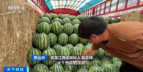 荷兰瓜今日价格行情,波动中寻求平衡