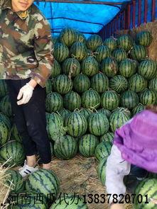 河南校园吃瓜爆料事件,揭秘校园内幕事件