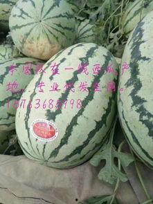 中卫硒砂瓜今日价,中卫硒砂瓜今日价格行情速览