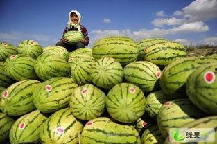 中卫硒砂瓜今日价,中卫硒砂瓜今日价格行情速览