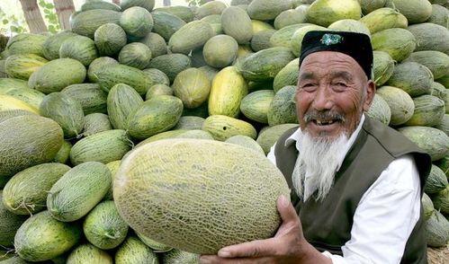 今日哈密瓜价,今日行情一览