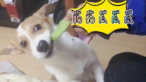 今日吃瓜每日吃瓜下一句,揭秘娱乐圈的瓜田秘闻