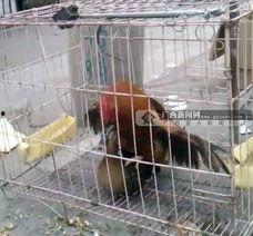 交配视频,揭秘动物繁衍的神秘面纱