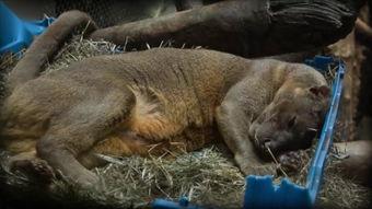 交配视频,揭秘动物繁衍的神秘面纱