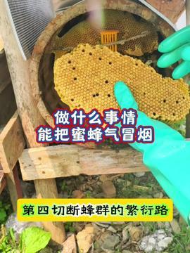 养蜂技术视频,从入门到精通的实用指南