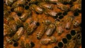 养蜂技术视频,从入门到精通的实用指南