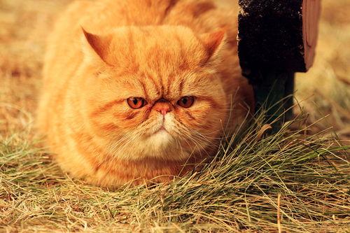 胖猫谭竹吃瓜爆料,娱乐圈吃瓜大揭秘