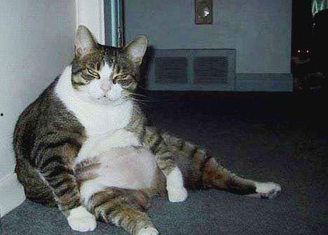 胖猫谭竹吃瓜爆料,娱乐圈吃瓜大揭秘