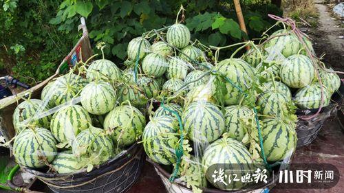 琼海吃瓜爆料是真的吗,真相揭秘还是无稽之谈？