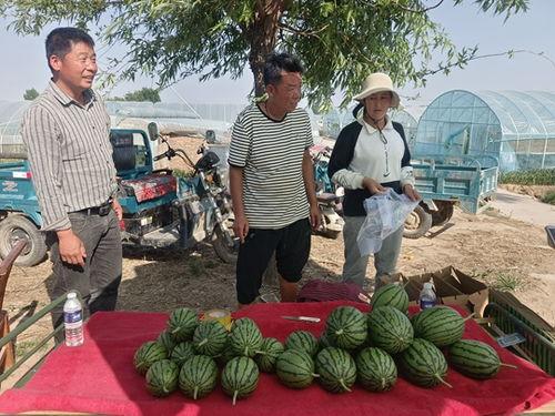 中牟县小吊瓜今日行情