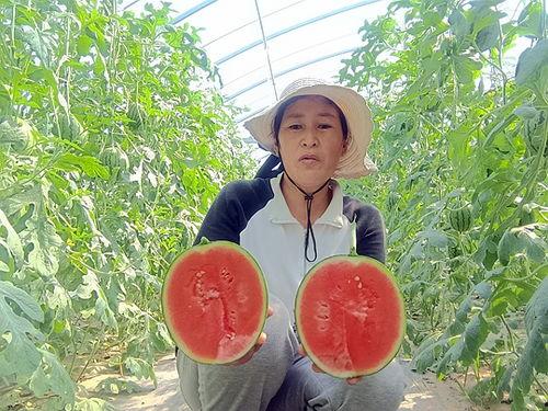 中牟县小吊瓜今日行情
