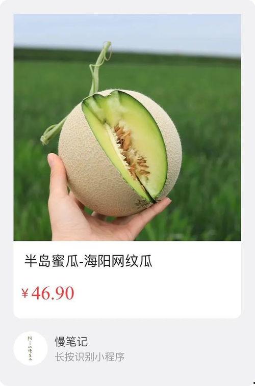 今日海阳网文瓜价格