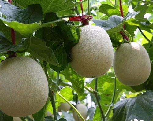 今日海阳网文瓜价格