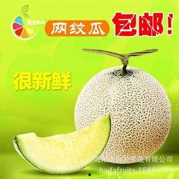 今日海阳网文瓜价格