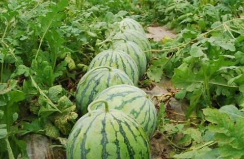 51黑瓜吃料网每日大瓜,揭秘今日娱乐圈大事件，带你领略明星幕后风云