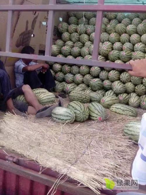山西运城麒麟瓜今日价格,价格行情一览”