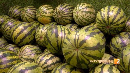 山西运城麒麟瓜今日价格,价格行情一览”