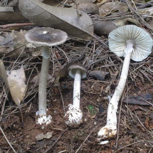 17ccgcg吃瓜网黑料爆料蘑菇视频,17ccgcg吃瓜网揭露蘑菇视频黑料内幕