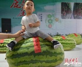 莒县瓜王今日新闻,瓜王诞生，乡村振兴新亮点