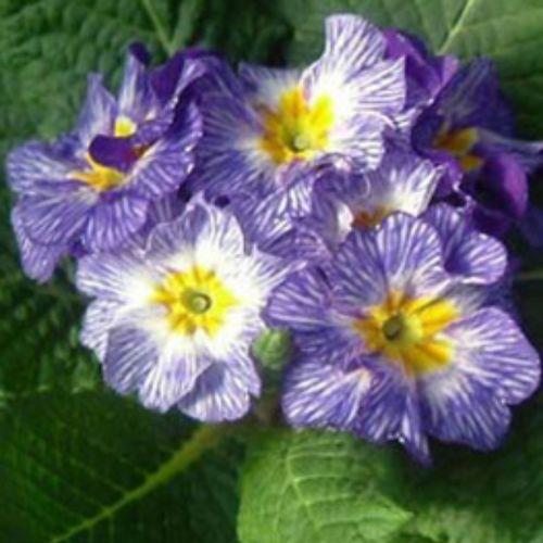 樱花草视频,一场春日里的浪漫邂逅