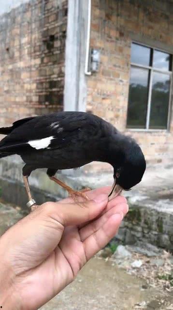 黑鸟吃瓜,揭秘瓜田里的秘密风云