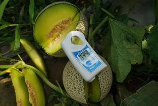 有黑纹的蜜瓜可以吃吗,可食用蜜瓜的放心选择