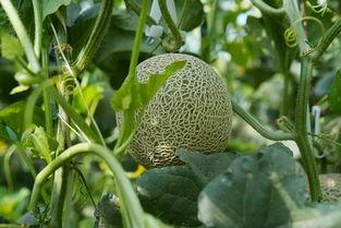 有黑纹的蜜瓜可以吃吗,可食用蜜瓜的放心选择